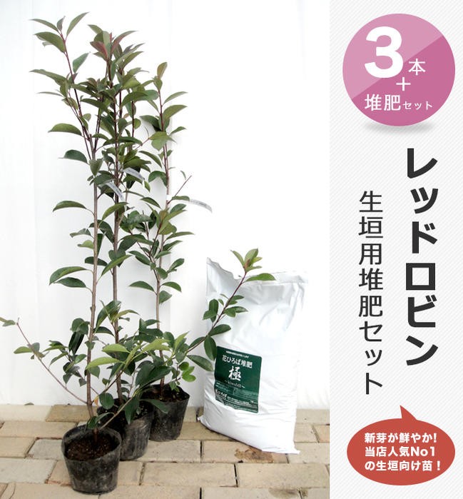 レッドロビン スカーレットパール 長さ1m分の生垣セット レッドロビン