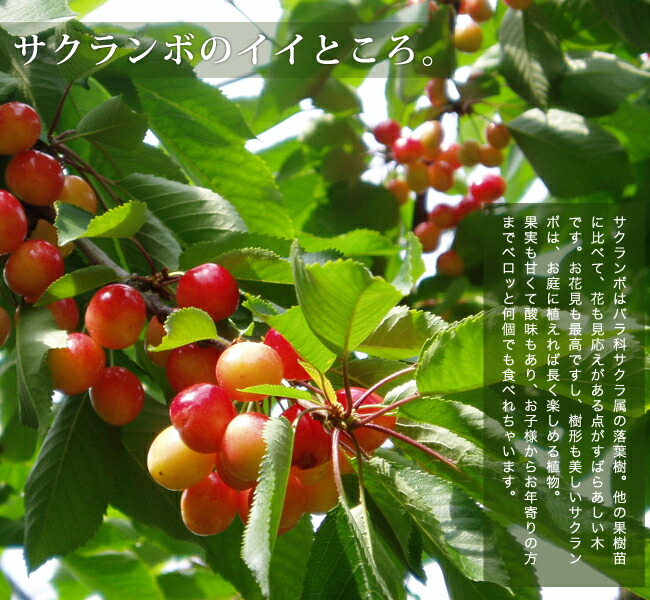 1本でなるさくらんぼの木 紅きらり 1年生接木苗 : 苗木部 花ひろば