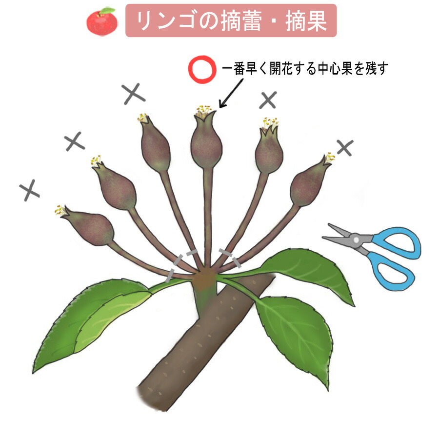 りんご 苗木 こうたろう 1年生 接ぎ木 苗 Ringo Koutaro 苗木部 花ひろばオンライン 通販 Yahoo ショッピング