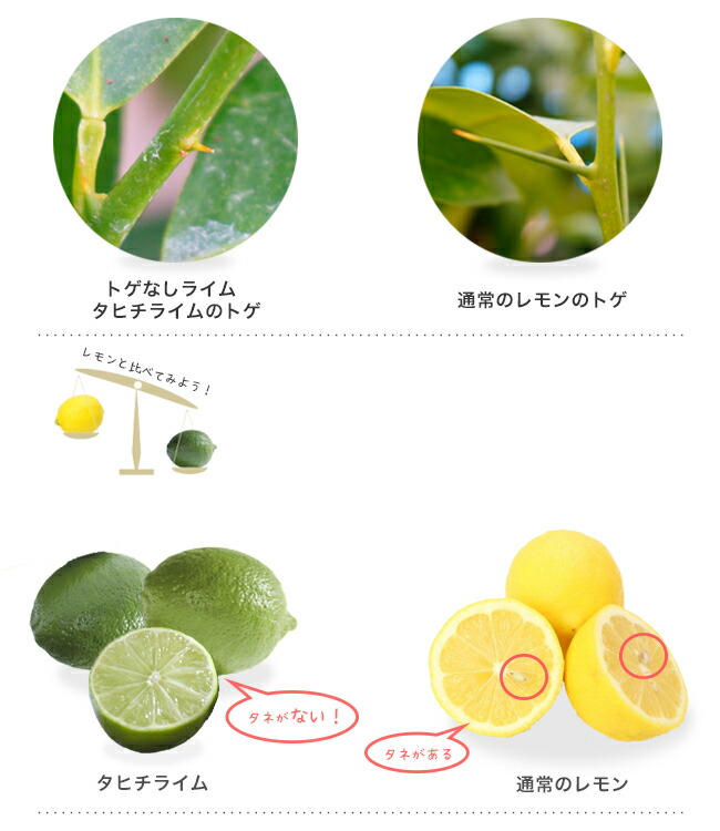 ライム 苗木 タヒチライム 3年生接木大苗 産地で剪定済 1.0m苗 : 苗木