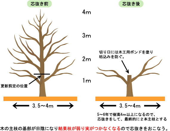 利平 栗 くりの苗木 3年生接木大苗 1m苗 産地で剪定1 0m苗 予約販売10月下旬頃発送予定 Kuri Rihei 3s 苗木部 花ひろばオンライン 通販 Yahoo ショッピング