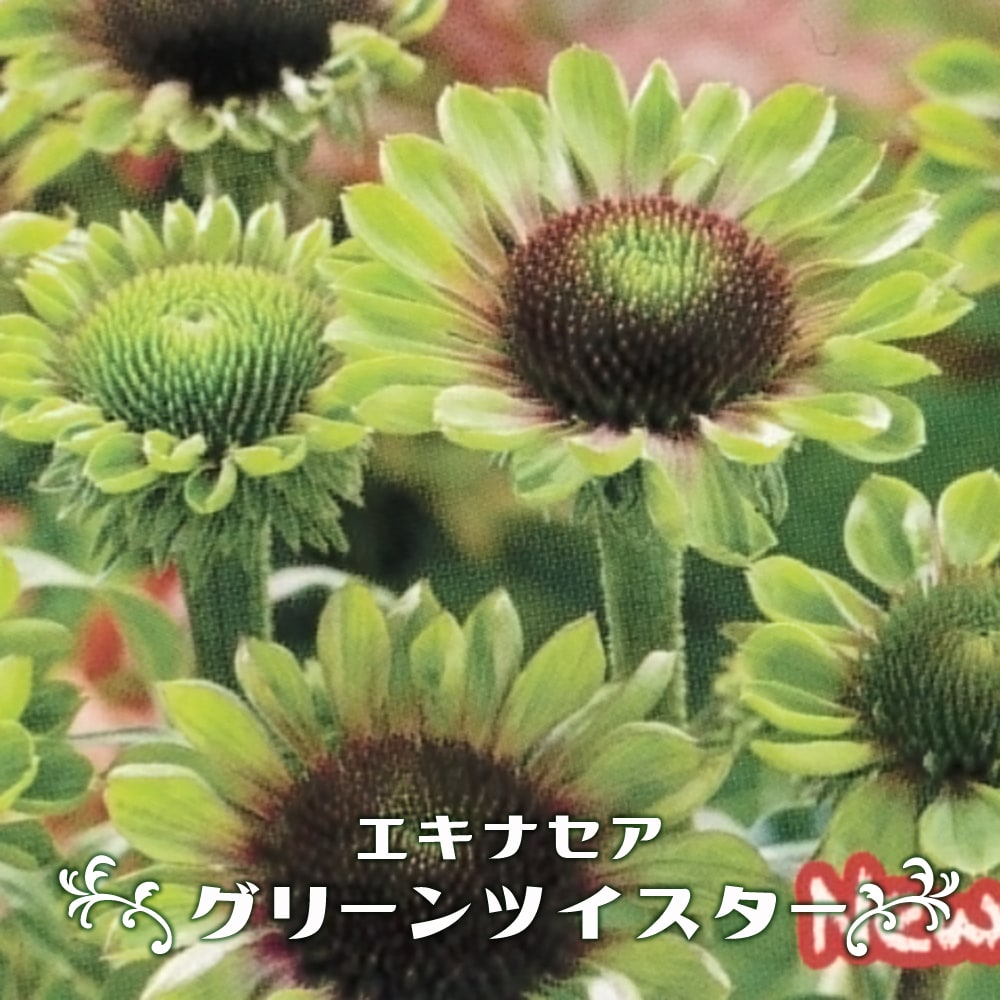 ★エキナセア様　ご購入専用ページ★（No.64）★ エキナセア：ホワイトダブルデライト3.5－4号ポット の通販