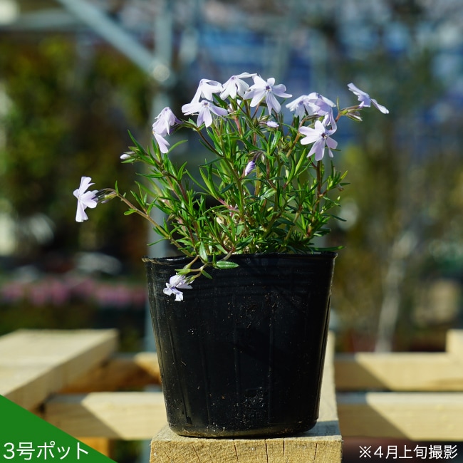 芝桜 エメラルドクッション 3号ポット苗 40株セット : 苗木部 花