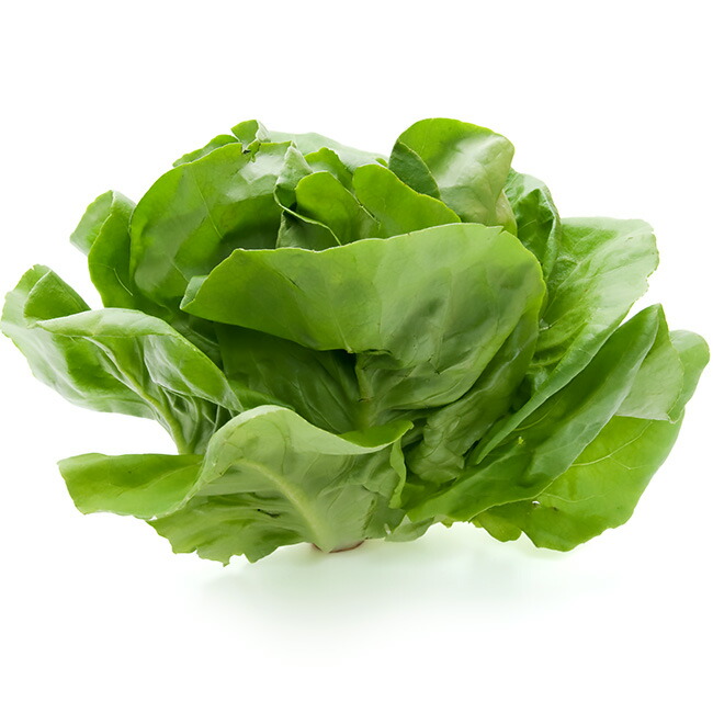 有機種子 サラダ菜/リーフレタス(バターヘッドレタス) Sサイズ 30粒