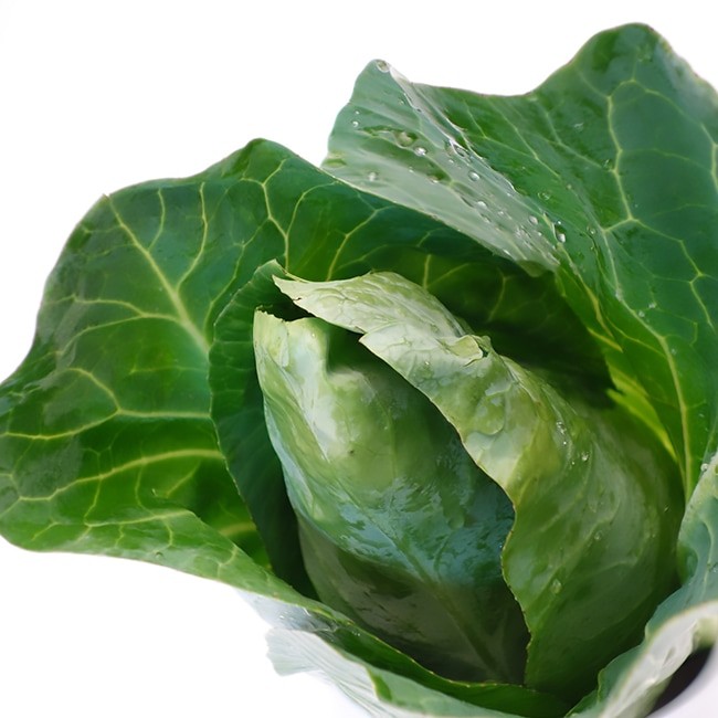 有機種子 キャベツ/とんがりキャベツ/シュピッツコール Sサイズ 60粒