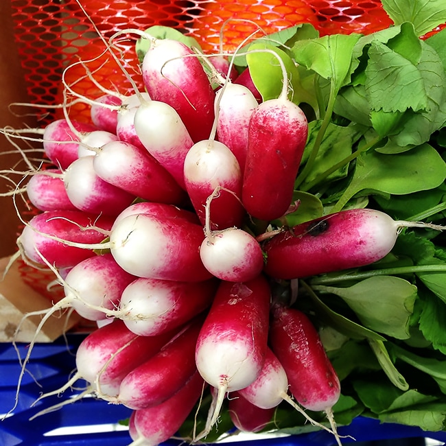 radish ラディッシュCD 2枚組 周年野菜】ラディッシュ 50gx10袋（容量 500g） – JAみい 野菜直販