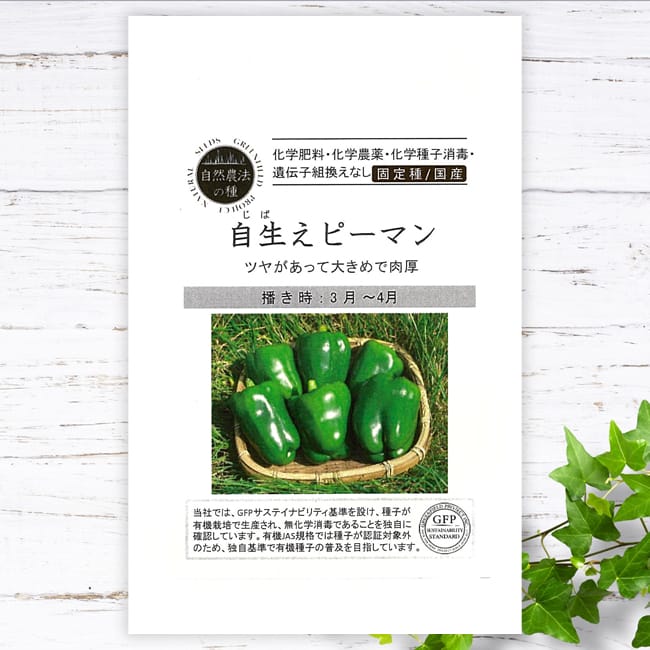 有機種子 ピーマン/自生えピーマン Sサイズ 10粒 種蒔時期 3〜4月 爆