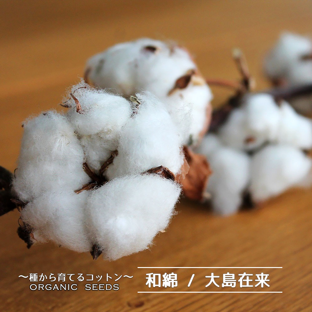 有機種子 和綿（わめん）/大島在来 Sサイズ 15粒 種蒔時期 4〜5月 爆