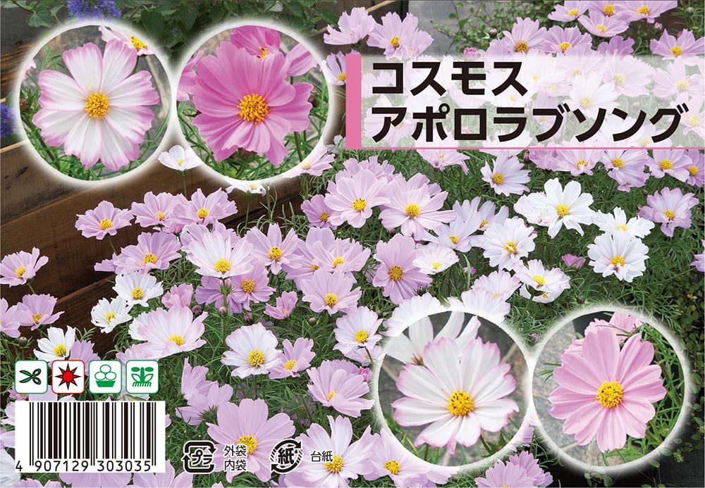 種 コスモス アポロラブソング 約40粒 （種蒔時期 4月〜7月） : 苗木部