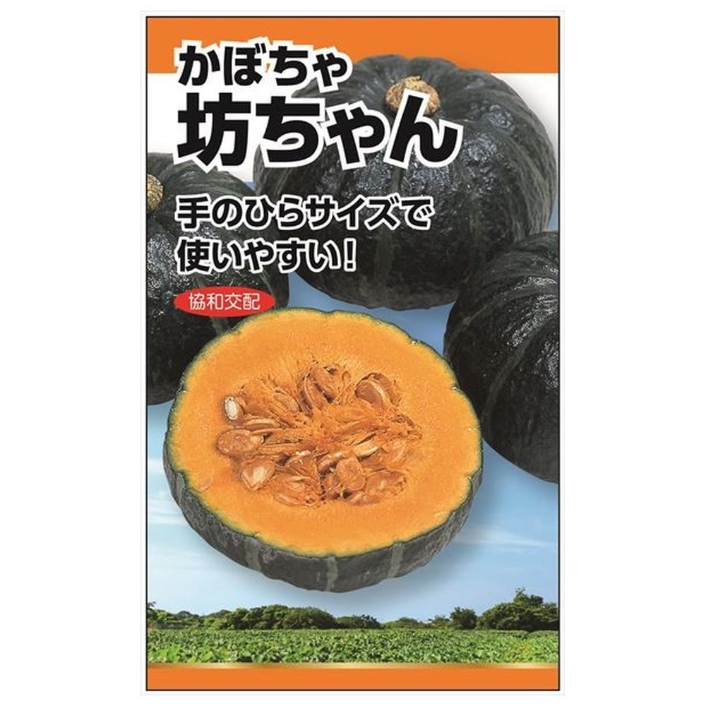 Yukirin様 手毬5点 かぼちゃ1点 カボチャ 協和交配坊ちゃんかぼちゃ 種・小袋 （5粒） F1（一代交配種