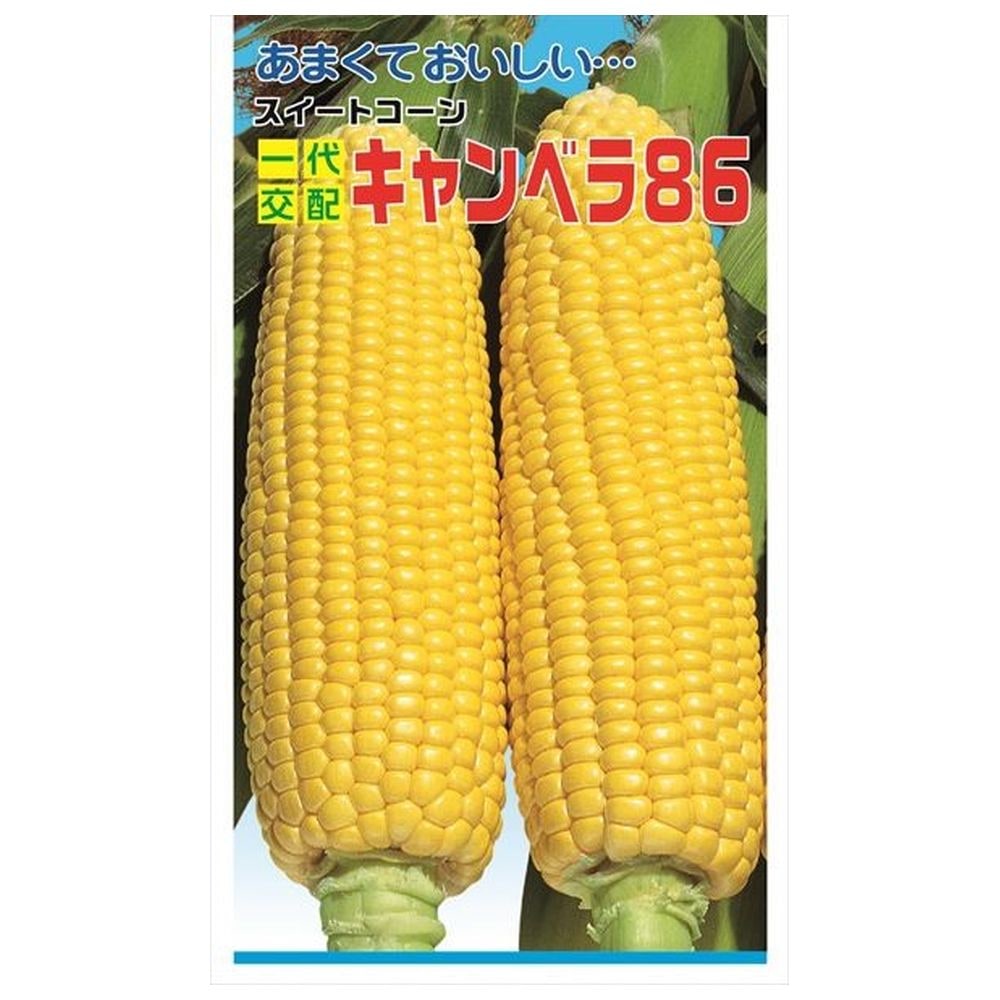 スイートコーン キャンベラ86 種・小袋 （25ml） F1（一代交配種） 爆