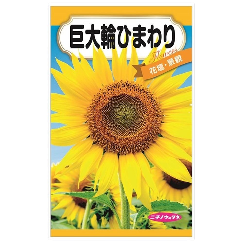 巨大輪ひまわり 種・小袋 （8ml） 固定種 爆買いweek : 苗木部 花