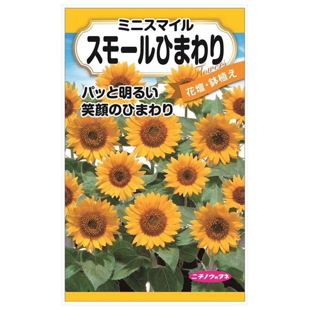 スモールひまわり（ミニスマイル） 種・小袋 （1ml） F1（一代交配種