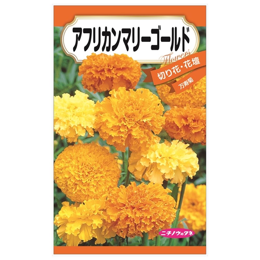 アフリカンマリーゴールド 種・小袋 （0.3g） 固定種 : 苗木部