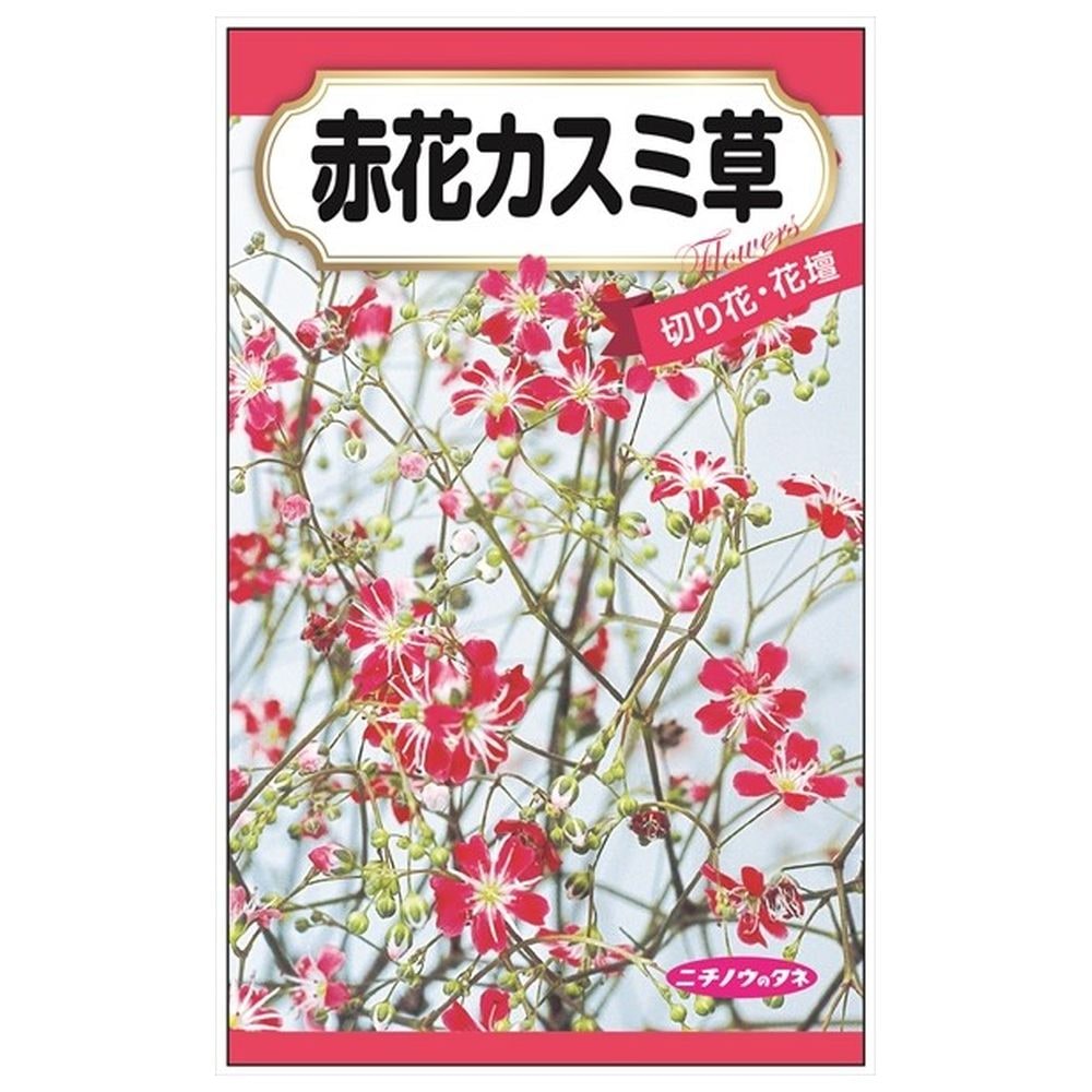 赤花カスミ草 種・小袋 （0.1ml） 固定種 : tanex-0241 : 苗木部 花 