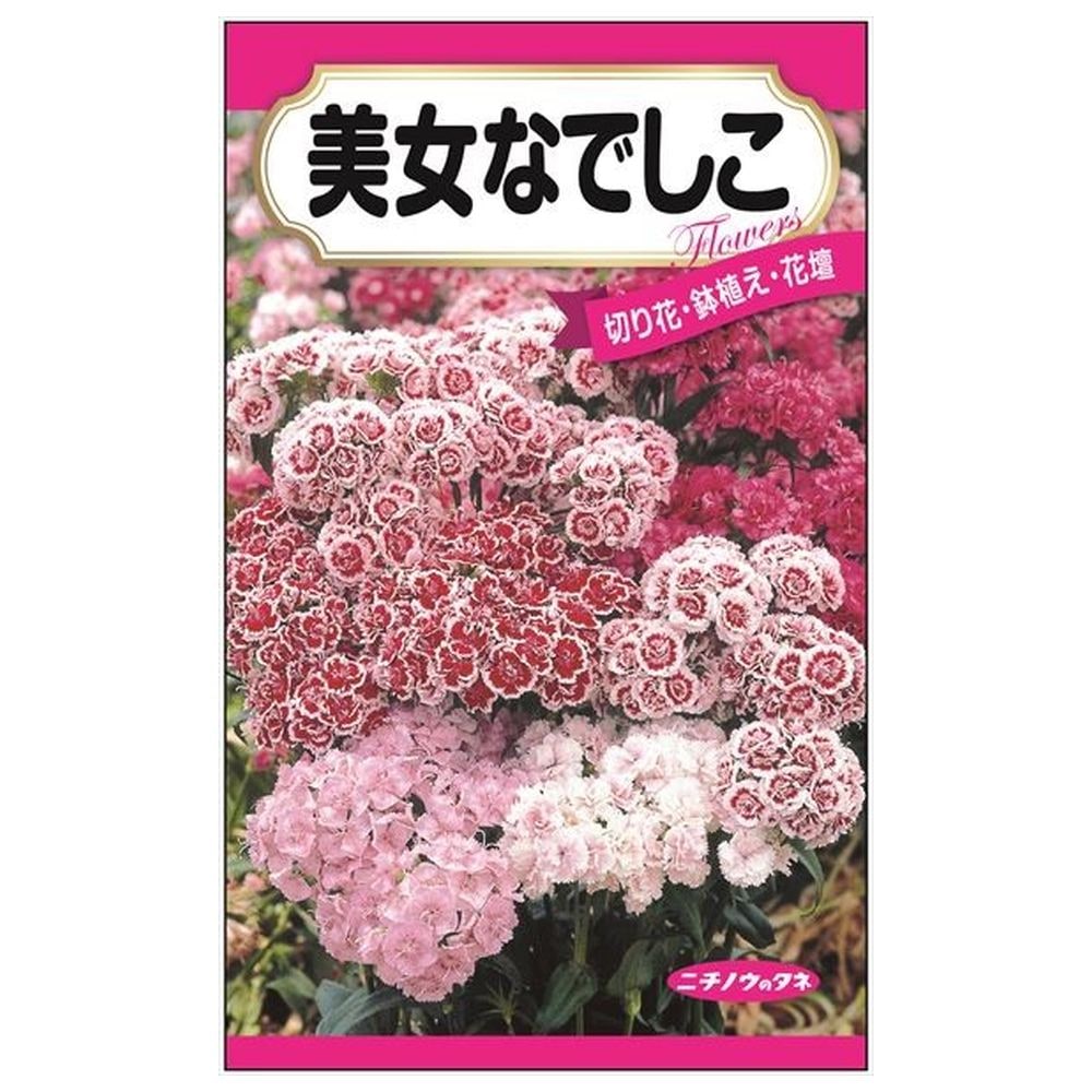 美女なでしこ 種・小袋 （0.3ml） 固定種 爆買いweek : 苗木部 花