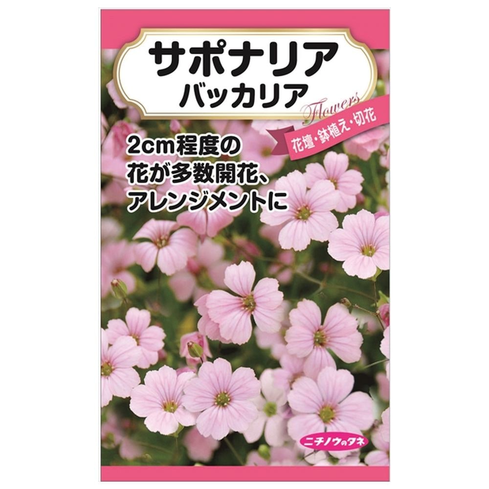 サポナリア 種・小袋 （0.2ml） 固定種 : tanex-0253 : 苗木部 花ひろばオンライン - 通販 - Yahoo!ショッピング