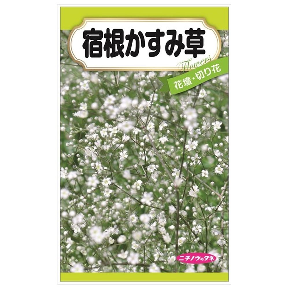 かすみ草 🌸 🍃 【BIG NEWS】 かすみ草とステラ、新メンバー加入