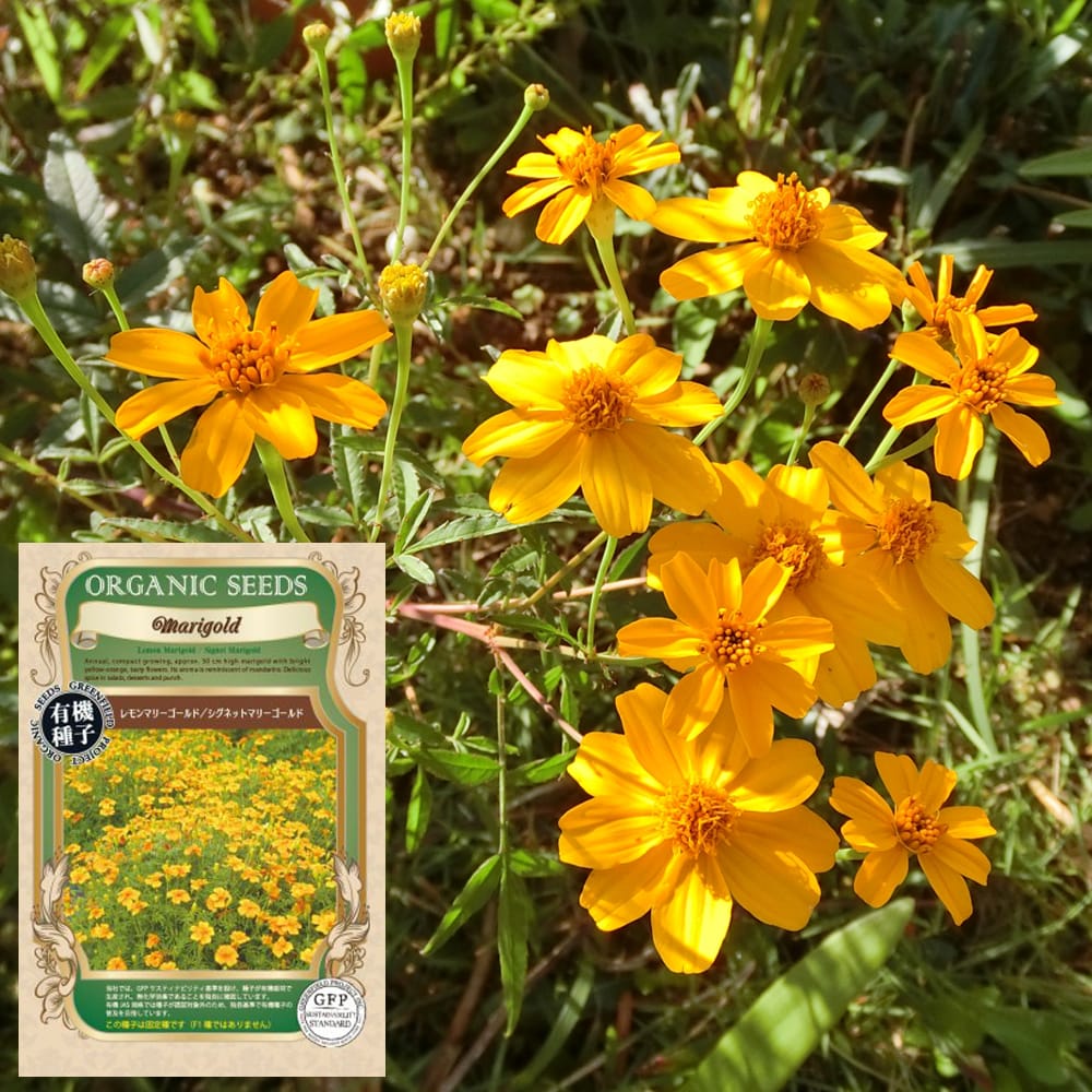 有機種子レモンマリーゴールド / シグネットマリーゴールド S 40粒