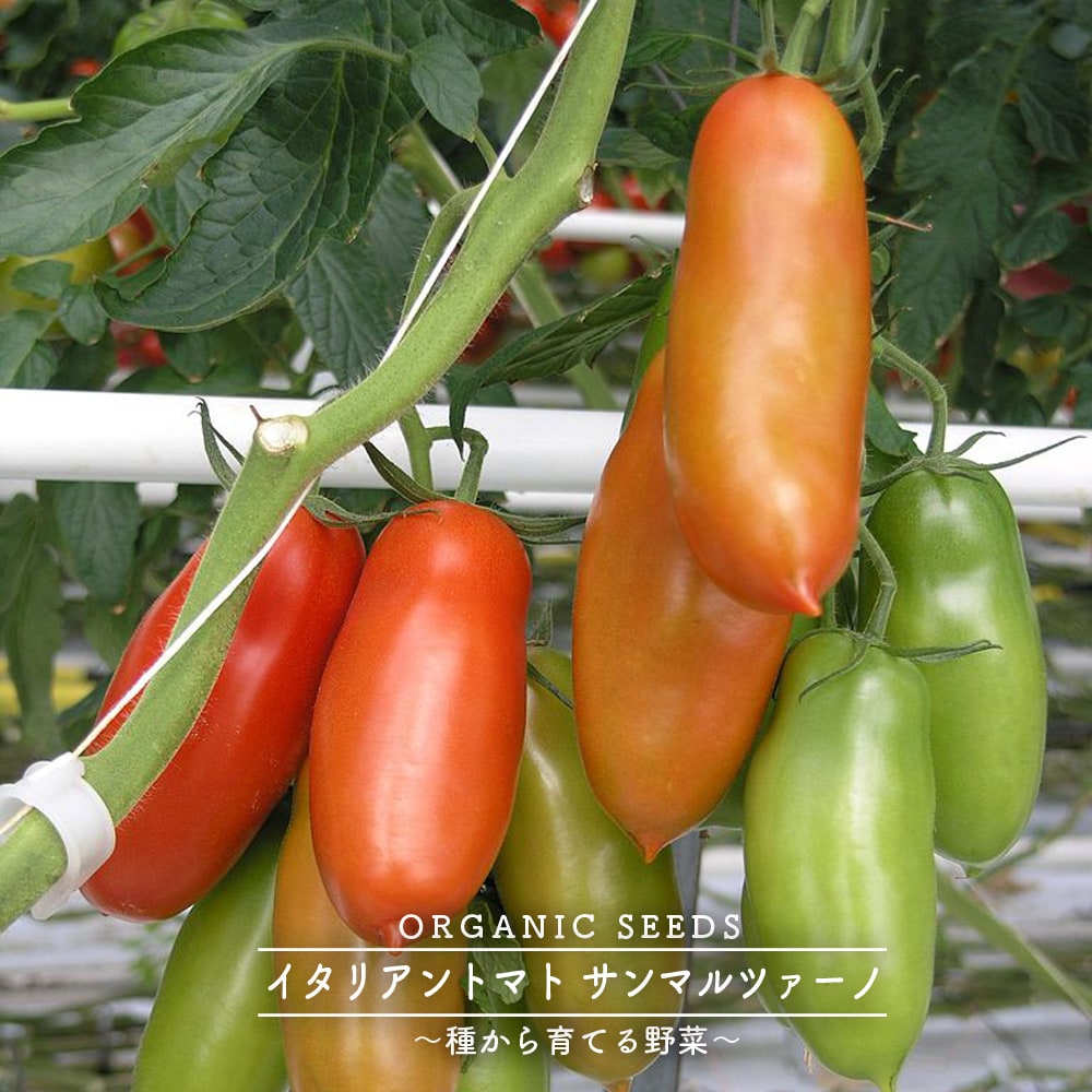 有機種子 トマト 種 (イタリアントマト サンマルツァーノ) Sサイズ 12