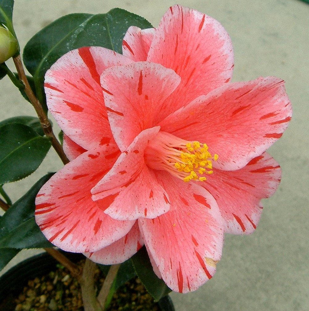 春の花とツバキの風景 ご確認用 たがわ