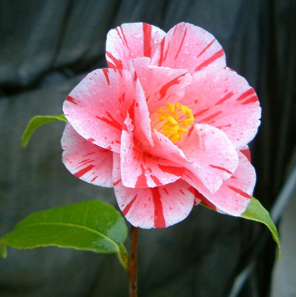椿 苗 沖の浪 （おきのなみ） 接木 白鉢植え 開花 3〜4月 : 苗木部 花