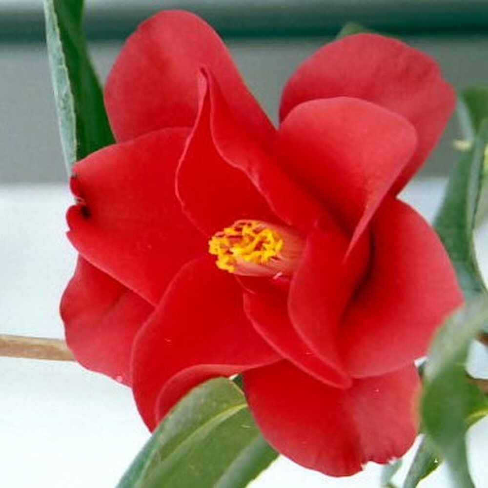 レッドホッツ椿 接木 白鉢苗 開花 2 4月頃 Niwaki Tsubaki Redhots P 苗木部 花ひろばオンライン 通販 Yahoo ショッピング