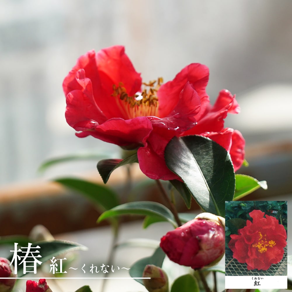 椿 苗 紅 （くれない） 接木 白鉢苗 開花 3〜4月 : niwaki-tsubaki 