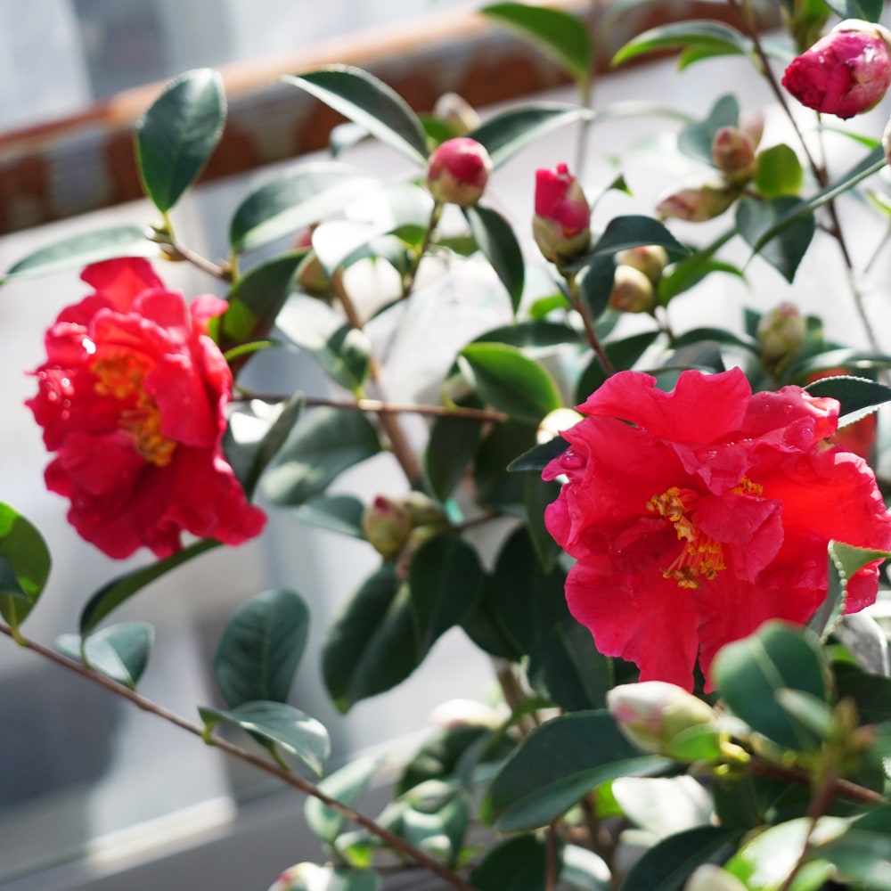 椿 苗 紅 （くれない） 接木 白鉢苗 開花 3〜4月 : niwaki-tsubaki-kurenai-p : 苗木部 花ひろばオンライン - 通販  - Yahoo!ショッピング