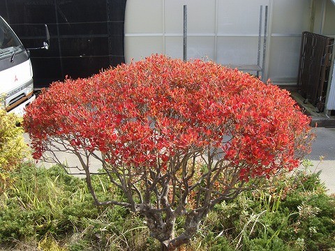 紅更紗ドウダンツツジ 根巻き大苗 : niwaki-doudan-benisarasa : 苗木部 花ひろばオンライン - 通販 -  Yahoo!ショッピング