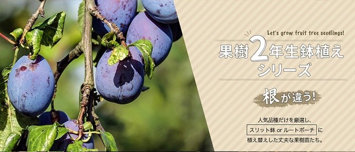 苗木部 花ひろばオンライン Yahoo ショッピング