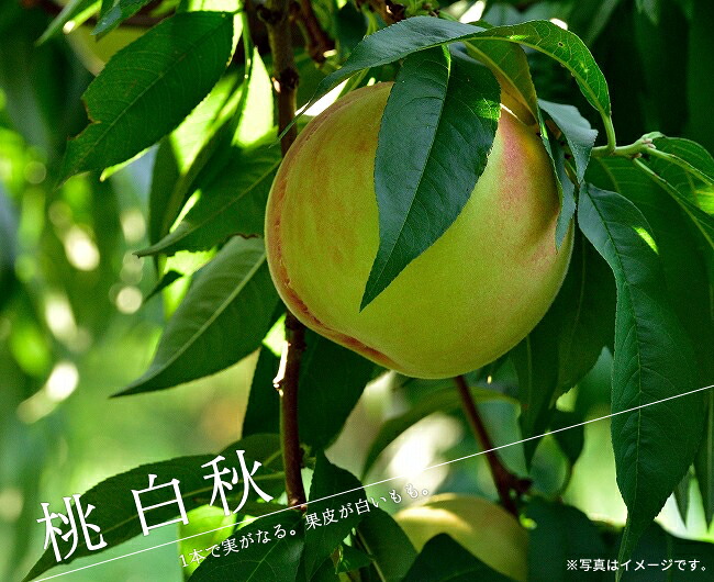 桃 苗木 白秋 1年生接木苗 登録品種・品種登録 予約販売11〜12月頃入荷