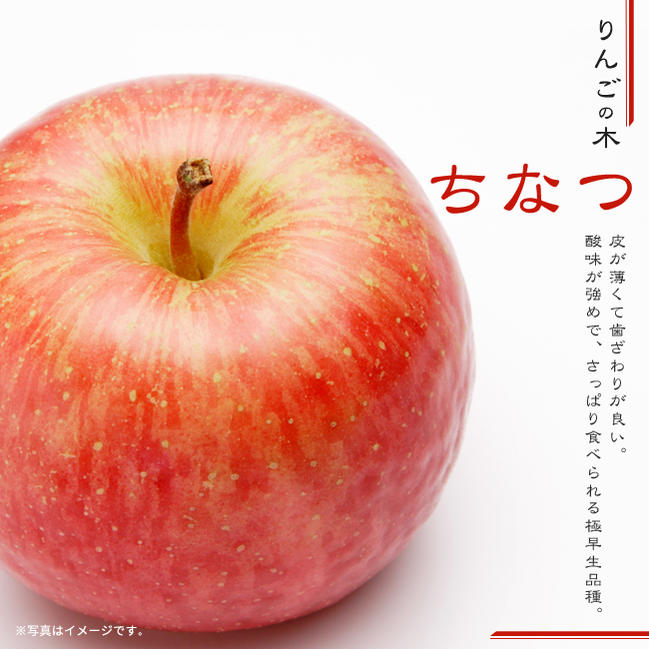 りんご苗木 ちなつ 1年生接木苗 登録品種・品種登録 : ringo-chinatsu 