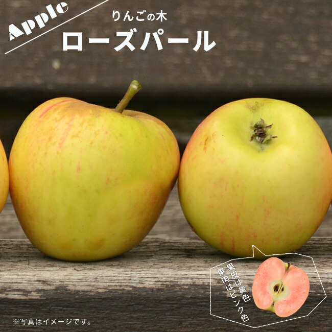 りんご苗木 ローズパール 1年生接木苗 登録品種・品種登録