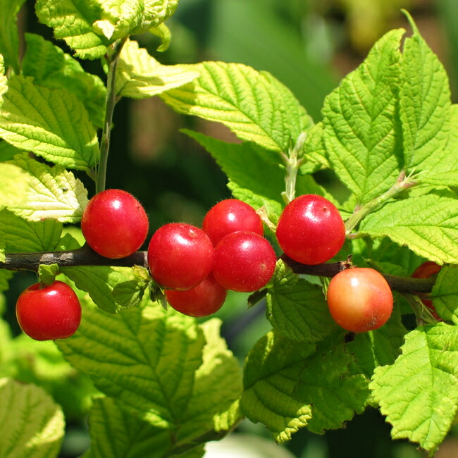 赤実 ゆすらうめ サヤゴールド ポット苗 Yusuraume Saya 苗木部 花ひろばオンライン 通販 Yahoo ショッピング
