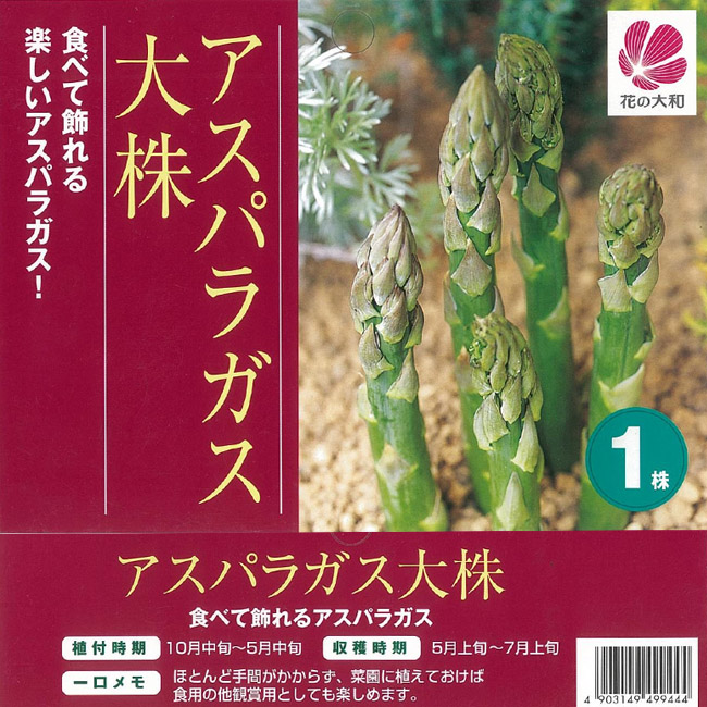 アスパラガス 大株 グリーンアスパラガス （植え付け時期10月中旬〜5月