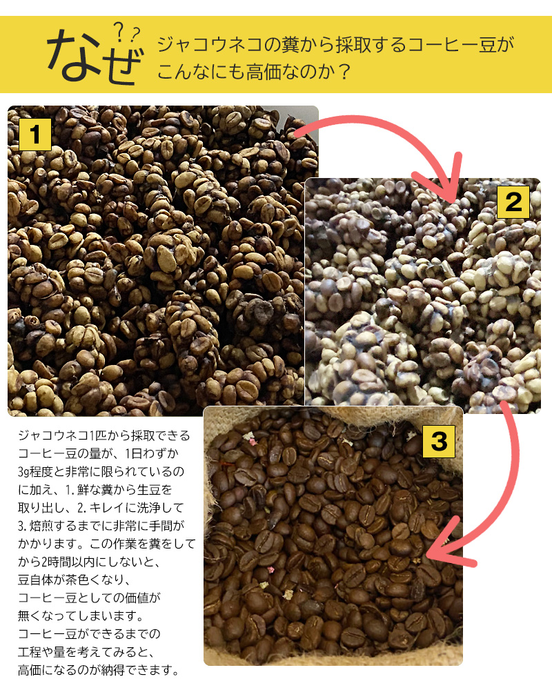 ジャコウネココーヒー コピルアク アラビカ種 カペ・アラミド コーヒー