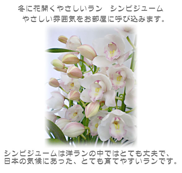 シンビジューム