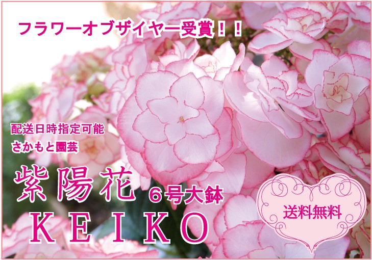 貴重な６号大鉢 配送日時指定可能 母の日限定ギフト 花鉢 アジサイ 鉢花 Keiko Keiko