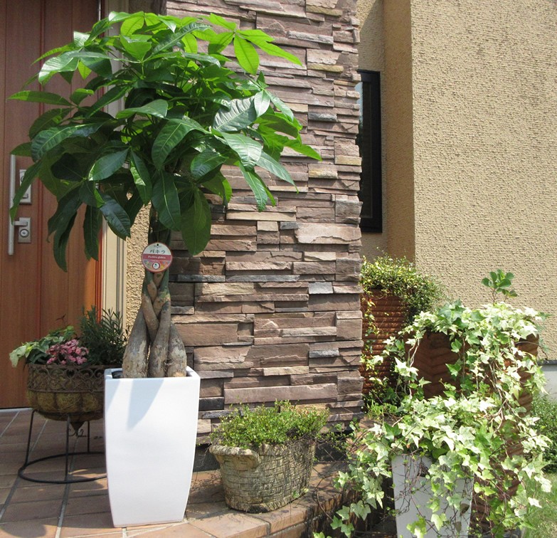 パキラは人気の観葉植物
