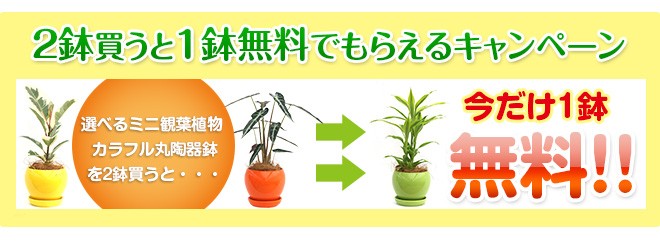 その他観葉植物 honokoo 選べる観葉-4号-カラフル陶器(ココファイバー付)送料無料