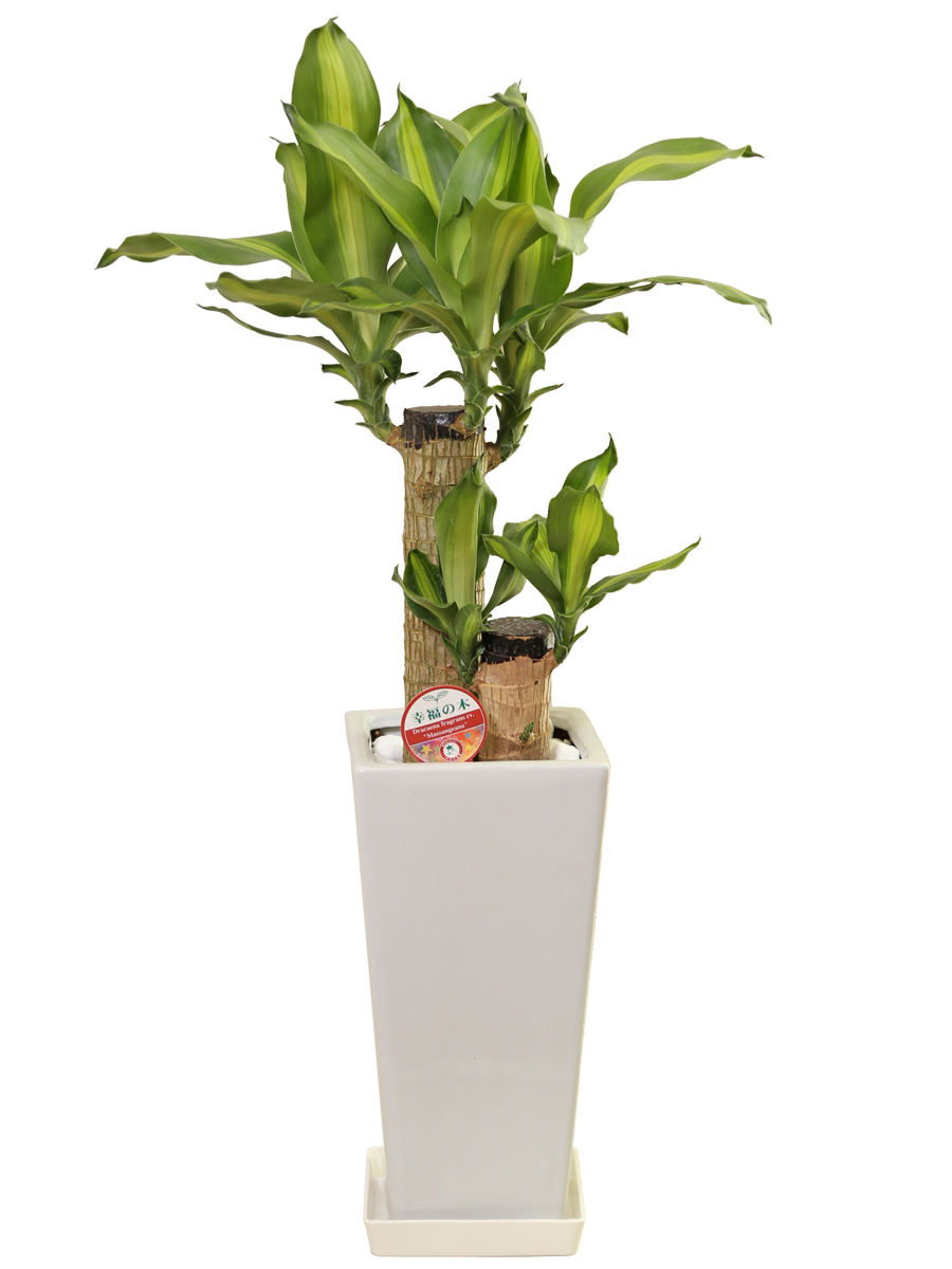 観葉植物 幸福の木6号鉢 高さ約60-75cm｜hanakyubin｜02