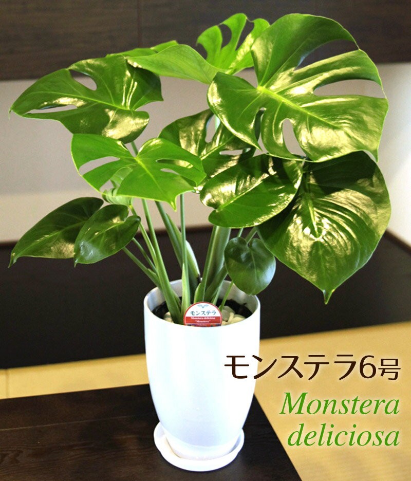 観葉植物 モンステラ6号鉢 人気 ランキング - 通販