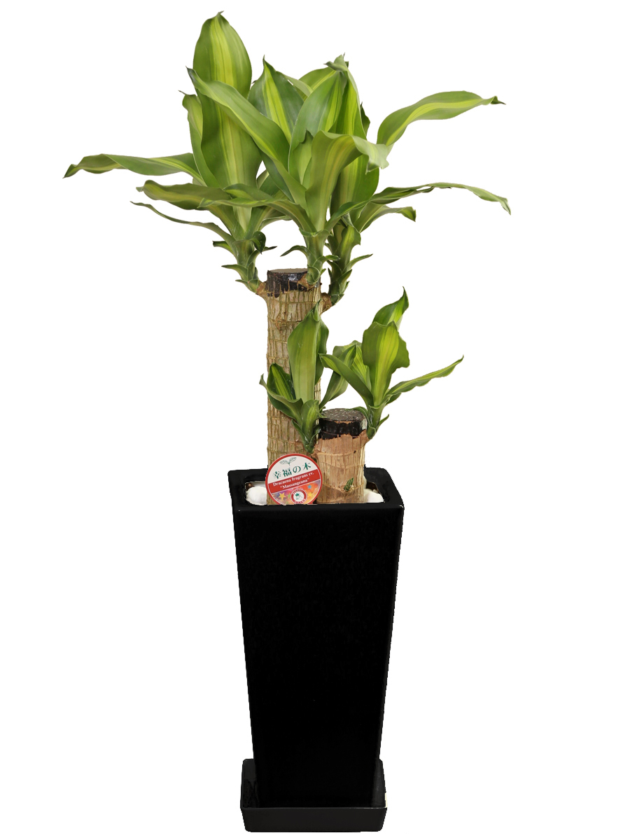 観葉植物 幸福の木6号鉢 高さ約60-75cm｜hanakyubin｜03