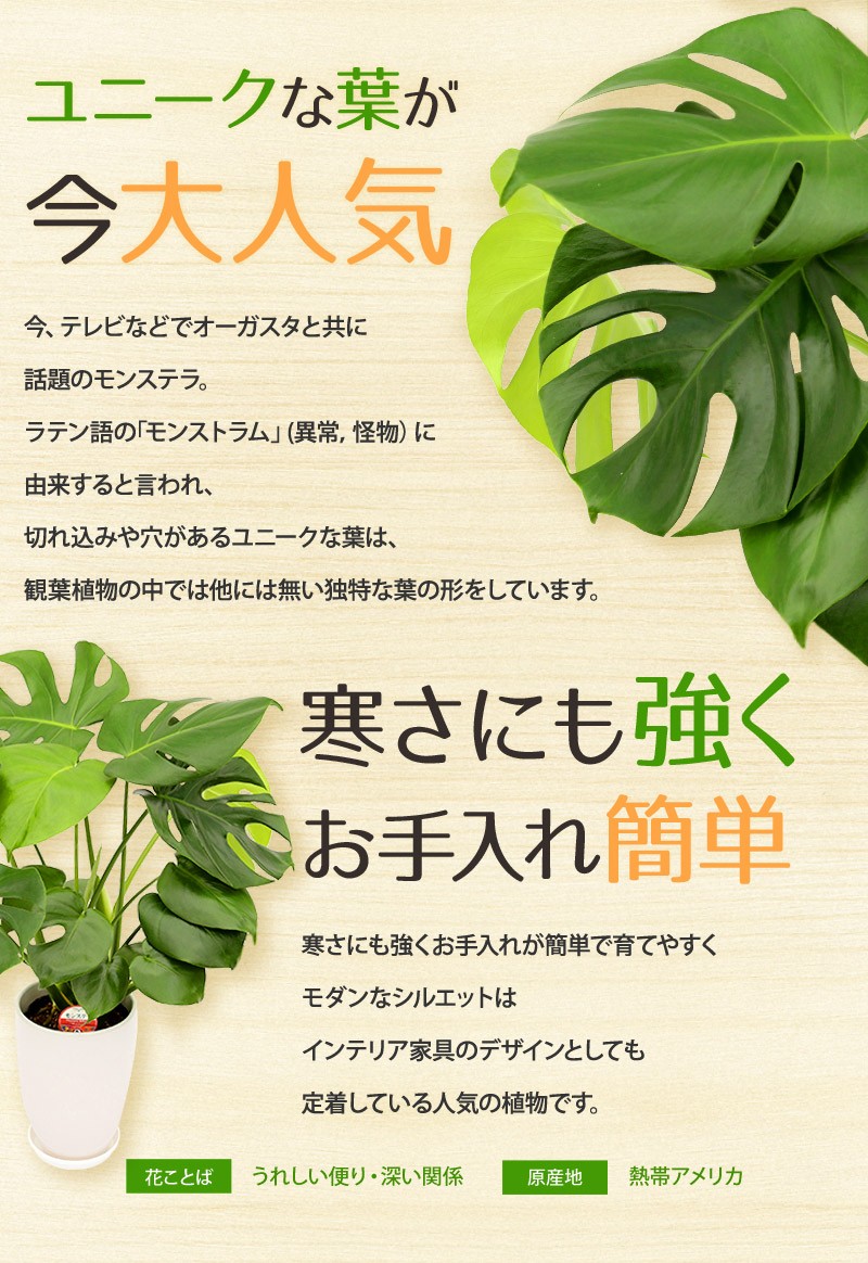 観葉植物 モンステラ6号鉢 人気 ランキング - 通販