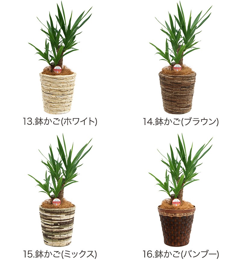 ☆予約販売商品☆観葉植物 ユッカ(青年の木)6号鉢 新築祝い お返し インテリア 人気 : 10000243 : 観葉植物の生産直売 幸せの花急便 -  通販 - Yahoo!ショッピング