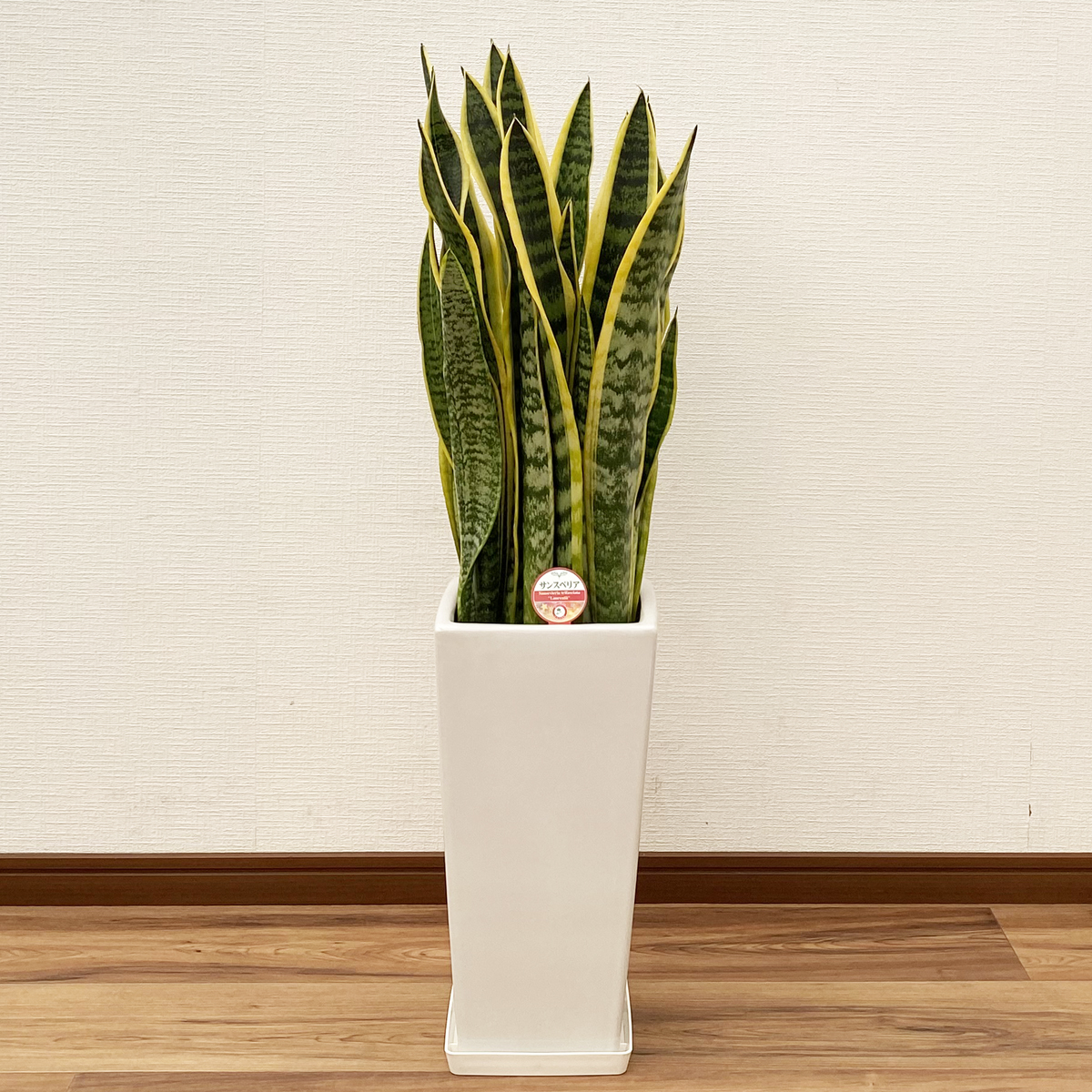観葉植物 サンスベリア 7号高陶器-角鉢(白黒) 新築祝い 人気 : 観葉