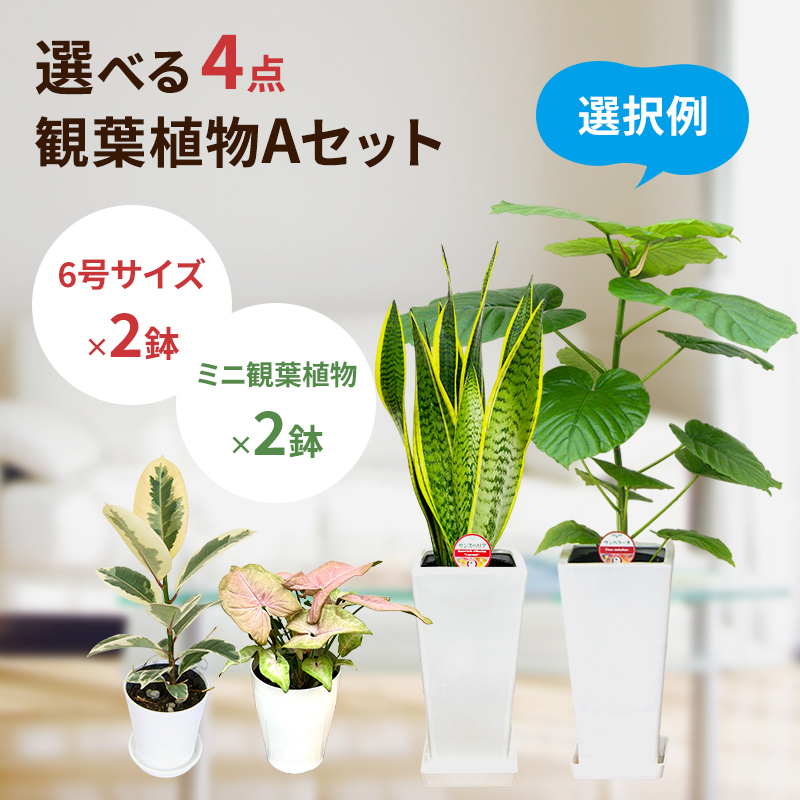 モンステラ 4本セット 観葉植物 新生活応援 PLANCHU 観葉植物 マドカズラ モンステラ フリードリヒスターリー 4号