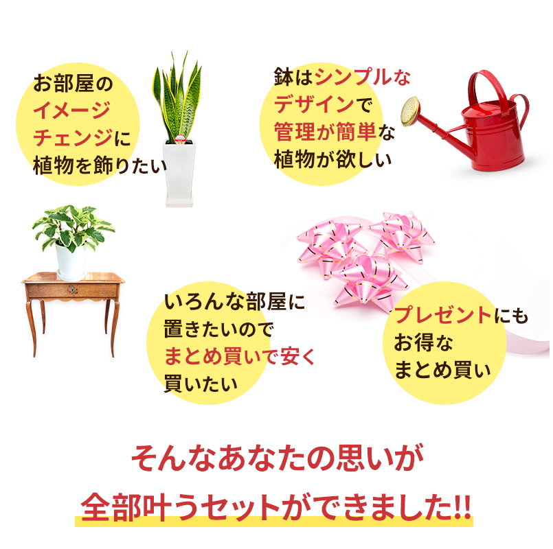 選べる観葉植物4点Aセット 人気 開店祝い : 観葉植物の生産直売 幸せの