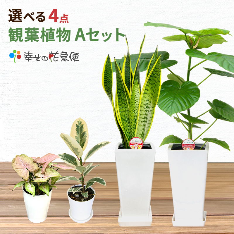 選べる観葉植物4点Aセット 人気 開店祝い